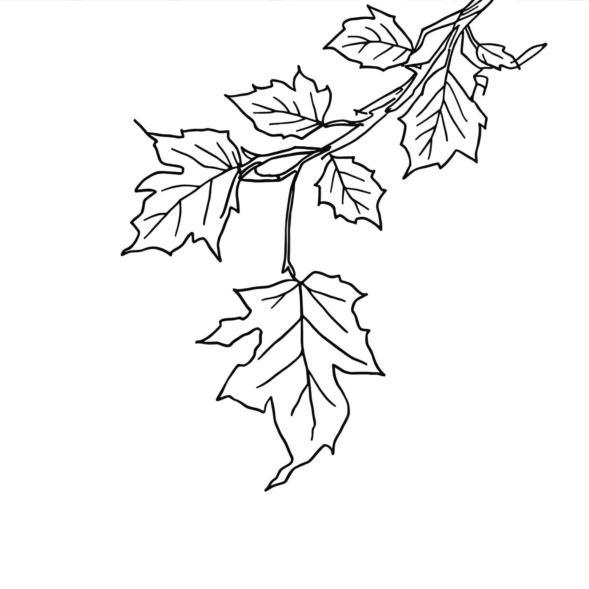 39 Autumn Leaves Coloring Pages - Image 2