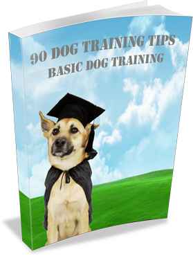 90 Expert Dog Training Tips for Every Owner
