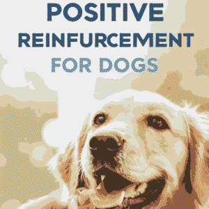 The Power of Positive Reinforcement for Dogs